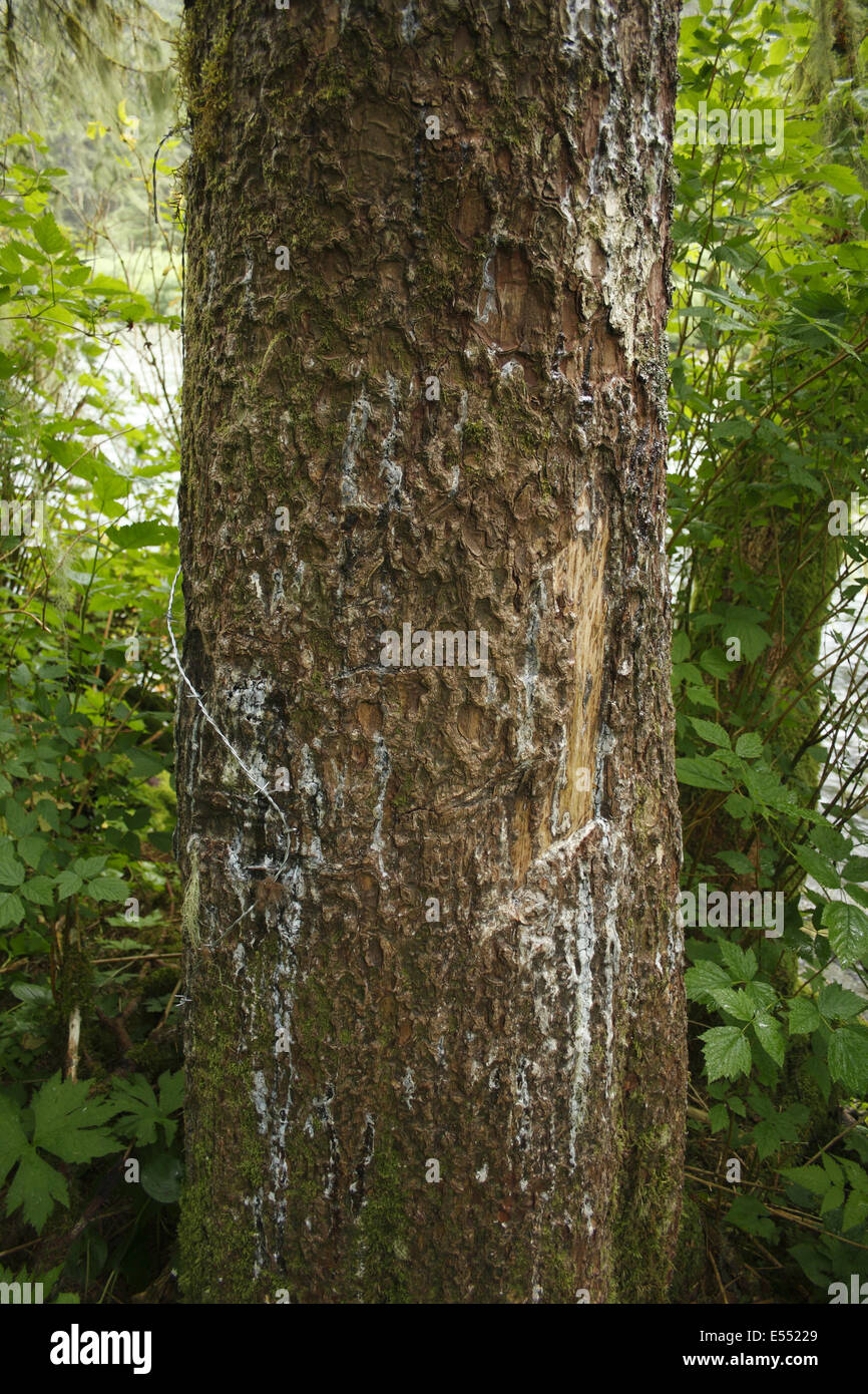 Grizzly Bear (Ursus arctos horribilis) claw scratch marks on Sitka Spruce (Picea sitchensis) trunk with barbed wire from researchers to snag hair, in temperate coastal rainforest, Inside Passage, Coast Mountains, Great Bear Rainforest, British Columbia, C Stock Photo