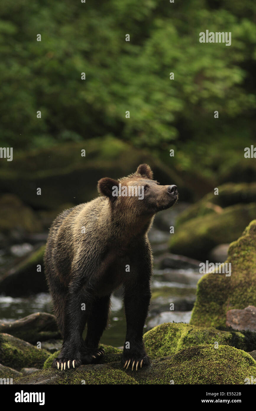 Grizzly Bear (Ursus arctos horribilis) adult, standing on rocks at edge of river in temperate coastal rainforest, Inside Passage, Coast Mountains, Great Bear Rainforest, British Columbia, Canada, August Stock Photo