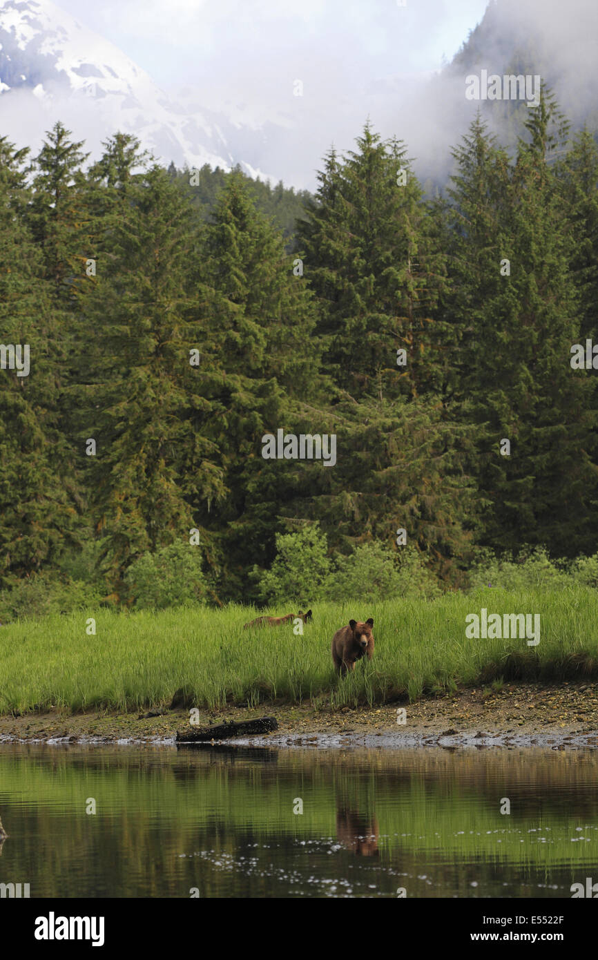 Grizzly Bear (Ursus arctos horribilis) two subadults, standing at edge of estuary in temperate coastal rainforest habitat, Inside Passage, Coast Mountains, Great Bear Rainforest, British Columbia, Canada, July Stock Photo