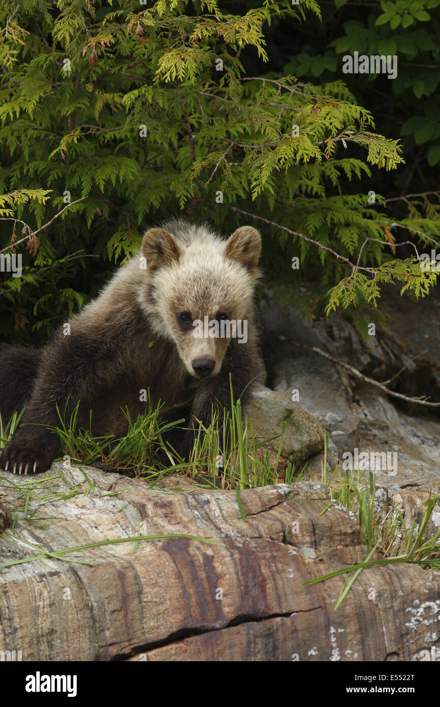 Grizzly Bear (Ursus arctos horribilis) cub, sitting on rock in temperate coastal rainforest, Inside Passage, Coast Mountains, Great Bear Rainforest, British Columbia, Canada, July Stock Photo