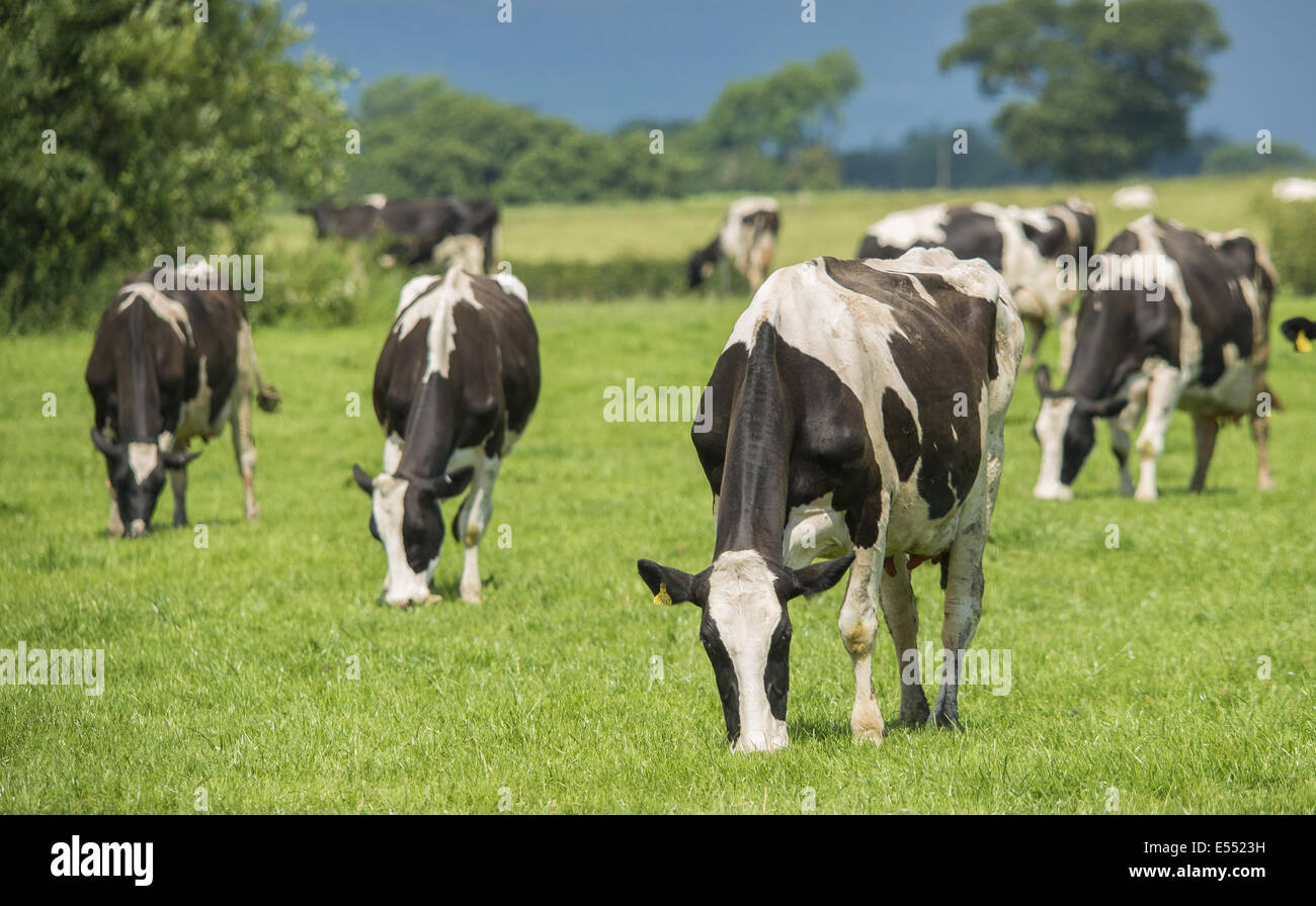 Domestic Cattle, Holstein dairy cows, herd grazing in pasture, near ...