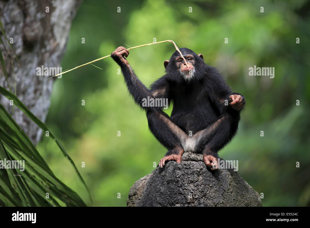 Central Chimpanzee (Pan troglodytes troglodytes) young, drinking, using stem as tool to soak up water from hole in rock (captive) Stock Photo