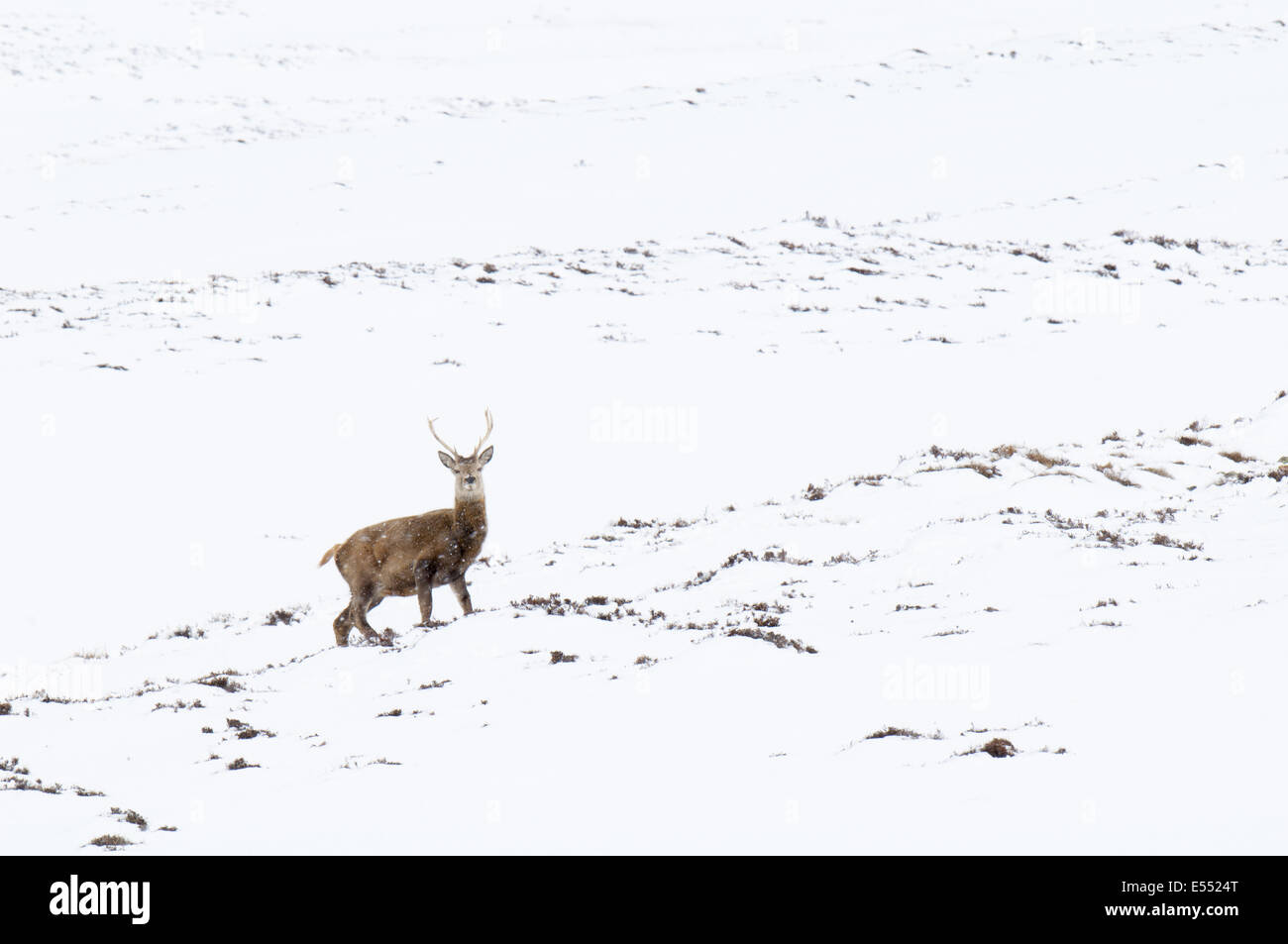 Red Deer (Cervus elaphus) stag, standing on snow covered mountainside during snowfall, Glen Clunie, Cairngorms N.P., Aberdeenshire, Highlands, Scotland, March Stock Photo