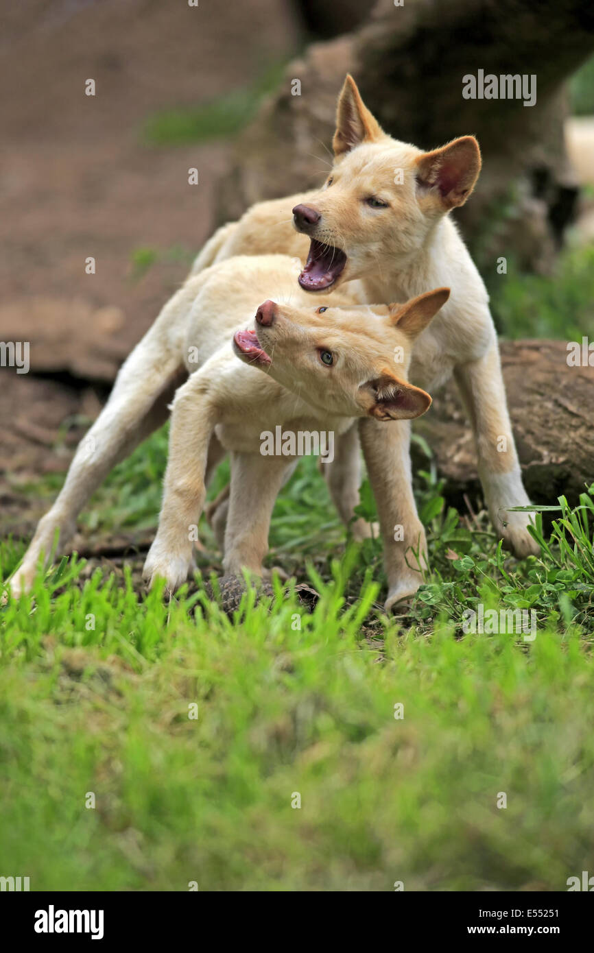 Dingo (Canis familiaris dingo) two pups, playfighting, Australia, November Stock Photo