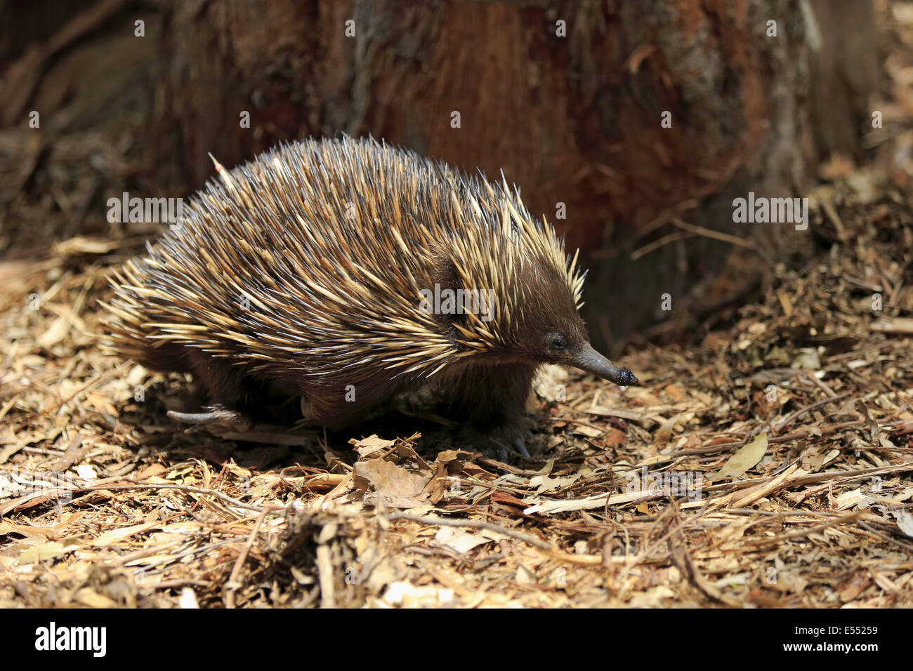 Short-nosed Echidna (Tachyglossus aculeatus) adult, foraging amongst leaf litter, South Australia, Australia, October Stock Photo