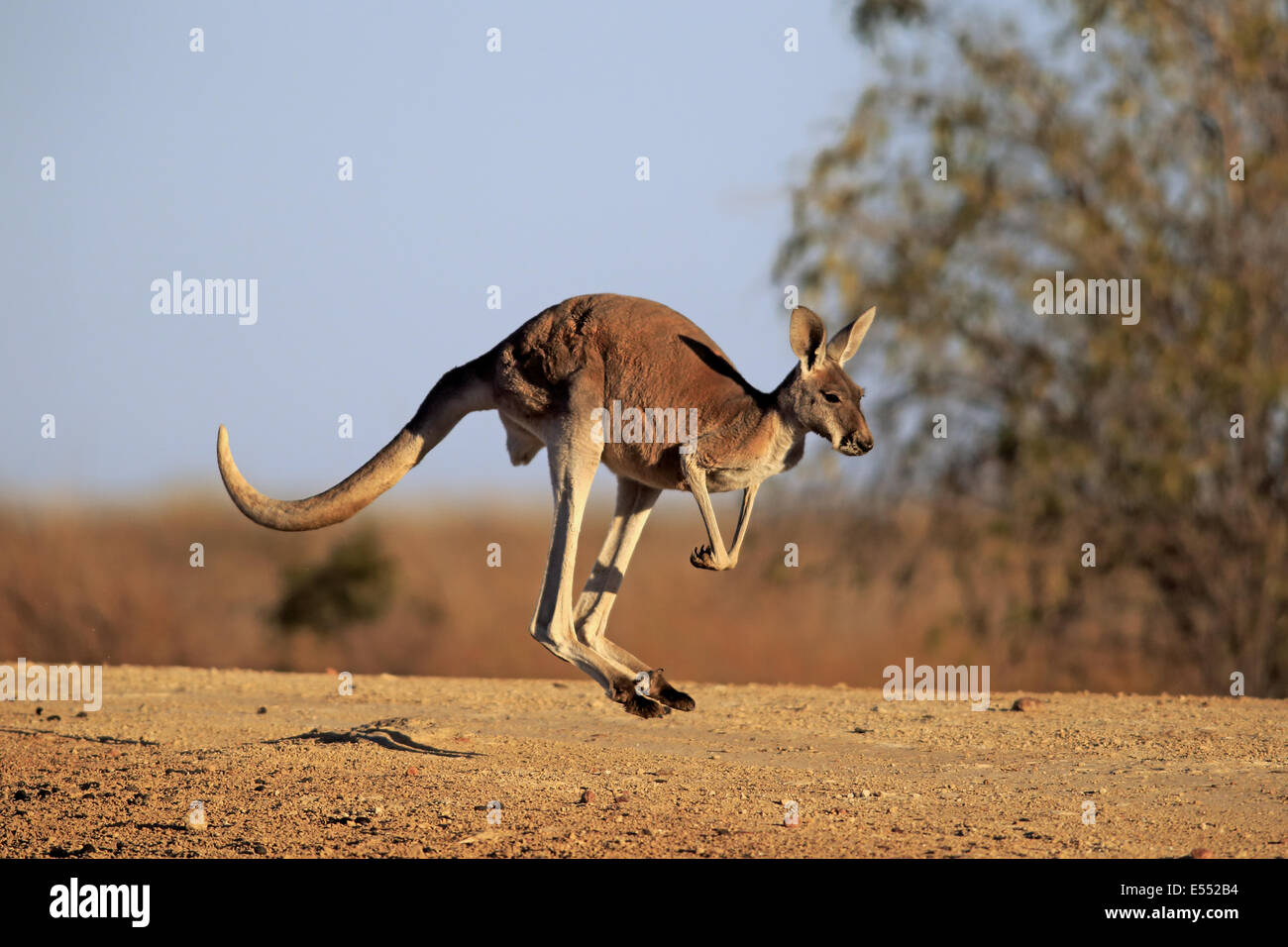 Red Kangaroo (Macropus rufus) adult male, jumping in dry outback, Sturt N.P., New South Wales, Australia, October Stock Photo
