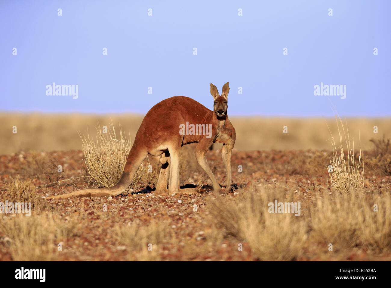 Red Kangaroo (Macropus rufus) adult male, standing in dry outback, Sturt N.P., New South Wales, Australia, October Stock Photo