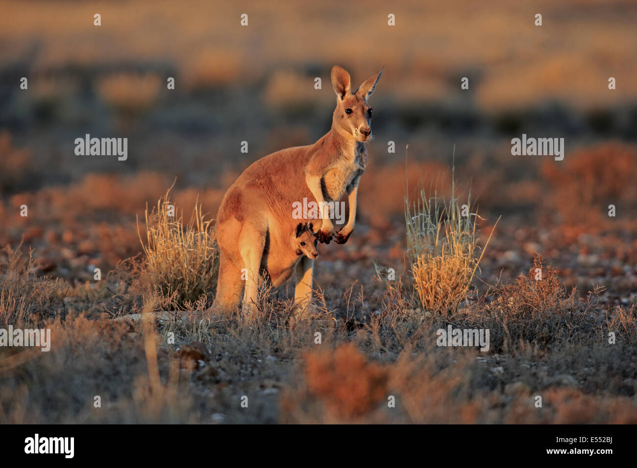 Red Kangaroo (Macropus rufus) adult female with young, looking out from pouch, standing in dry outback at sunset, Sturt N.P., New South Wales, Australia, October Stock Photo