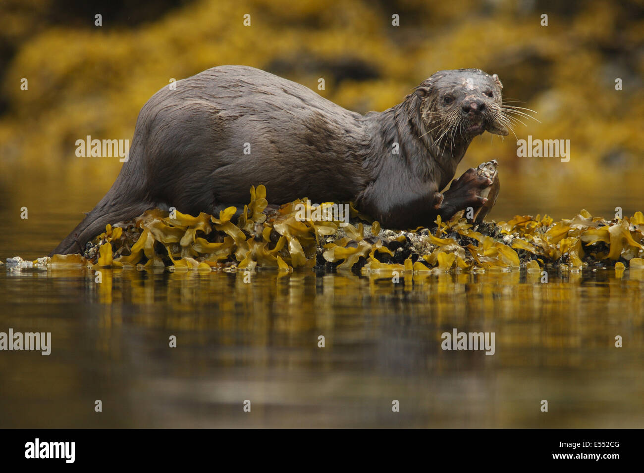 North American River Otter (Lontra canadensis) adult, with scarred head and nose, feeding on crab in inlet of temperate coastal Stock Photo