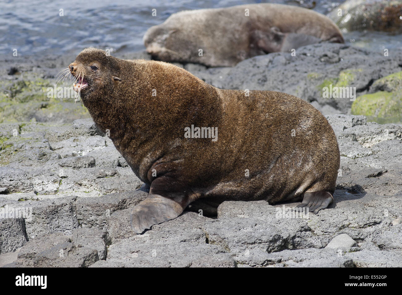 Northern Fur Seal (Callorhinus ursinus) adult male, calling on rocks, St. Paul Island, Pribilof Islands, Alaska, U.S.A., June Stock Photo