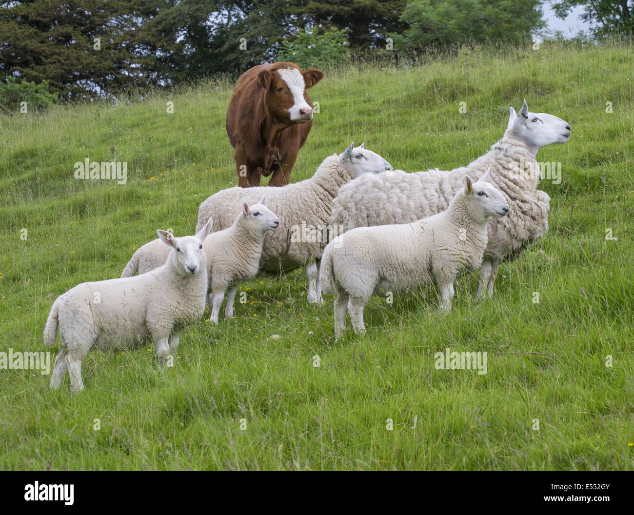 Domestic Sheep, North Country Cheviot, ewes with lambs, with Domestic Cattle, Luing calf, standing in pasture, Windermere, Lake Stock Photo