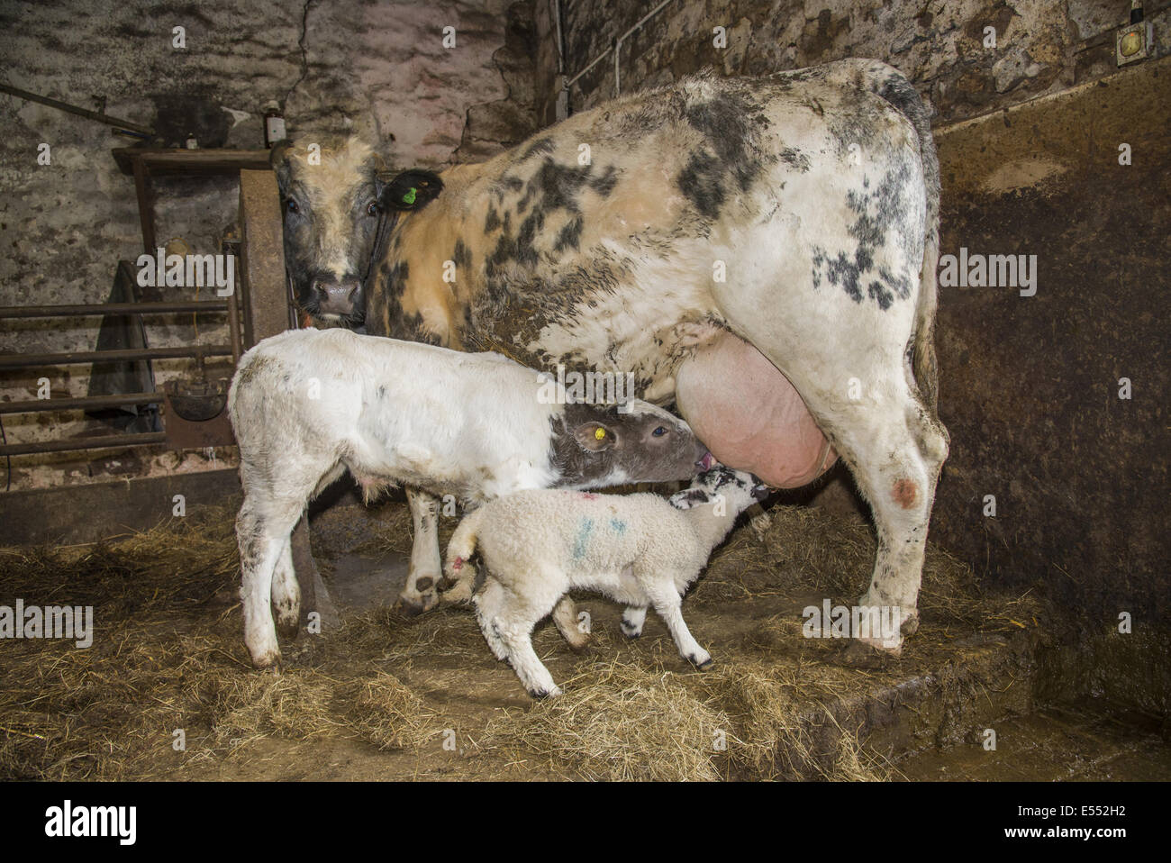 Domestic Sheep, orphan lamb, suckling from Domestic Cattle, British Blue, suckler beef cow, beside calf, Chipping, Preston, Lancashire, England, May Stock Photo