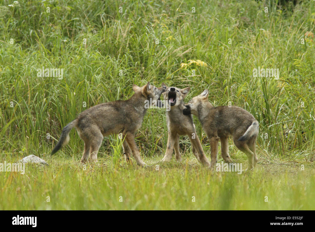 Grey Wolf (Canis lupus) three pups, playfighting in marshland, in temperate coastal rainforest, Coast Mountains, Great Bear Rainforest, British Columbia, Canada, August Stock Photo