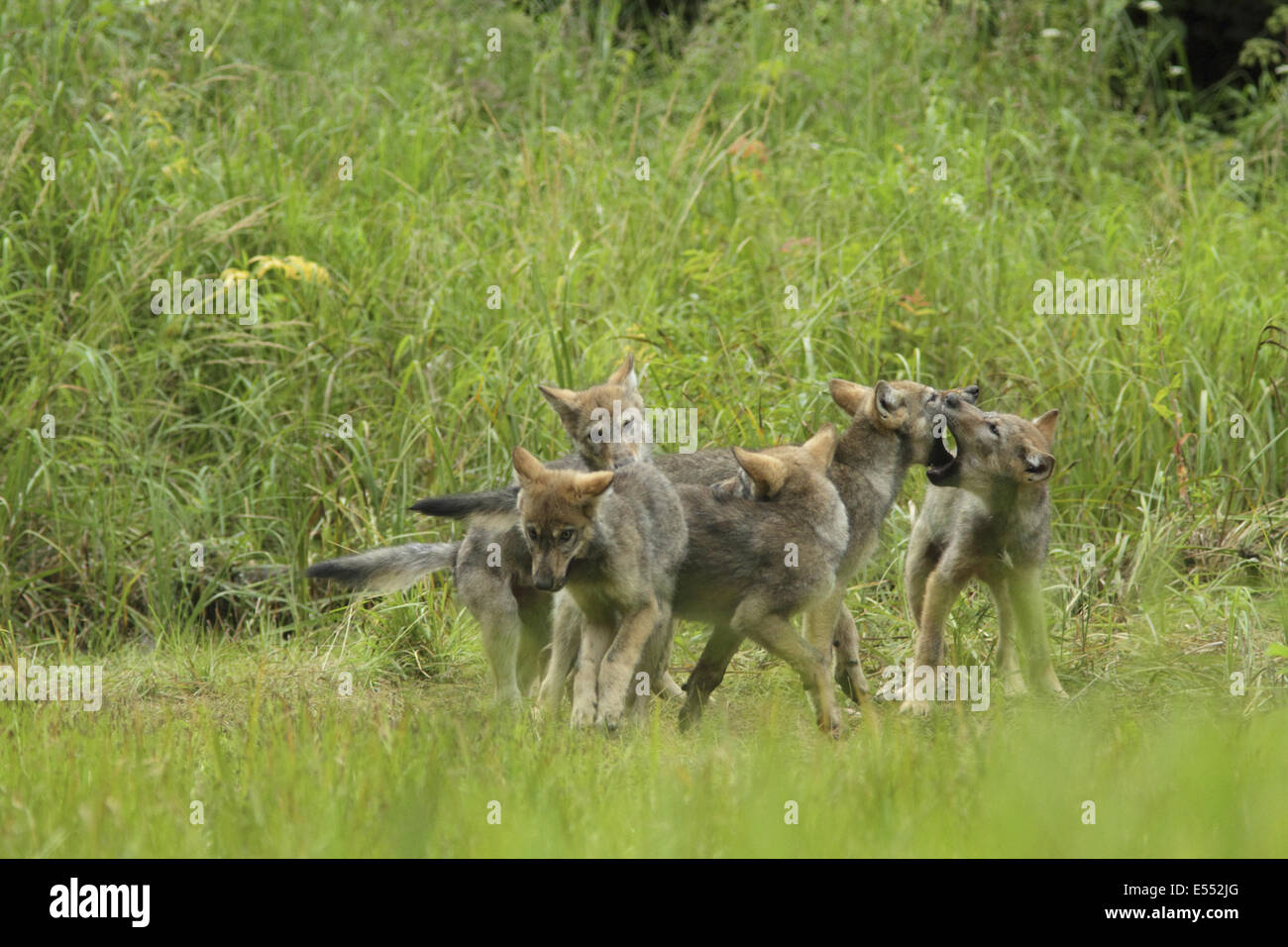 Grey Wolf (Canis lupus) five pups, playfighting in marshland, in temperate coastal rainforest, Coast Mountains, Great Bear Rainforest, British Columbia, Canada, August Stock Photo