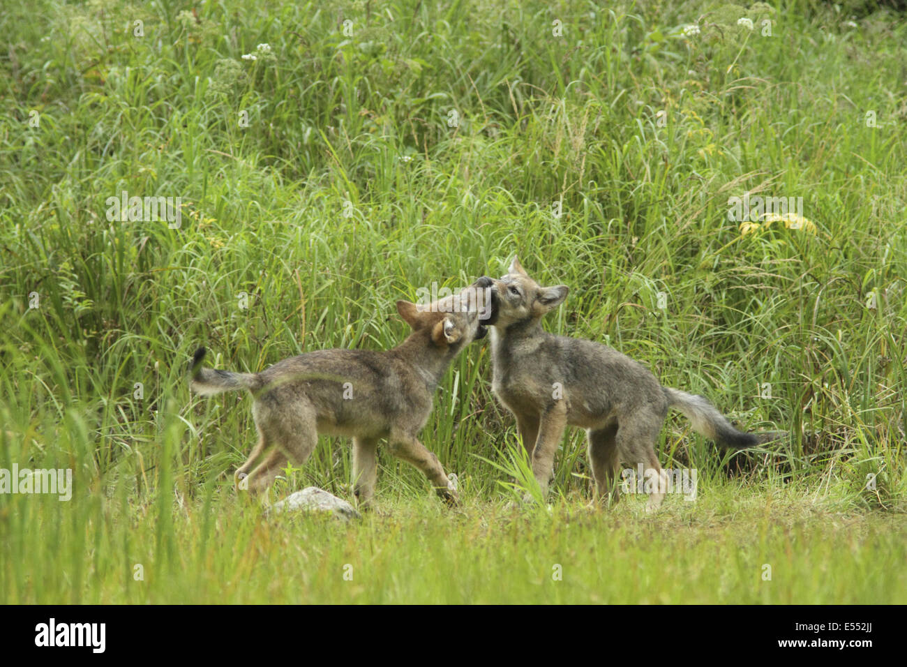 Grey Wolf (Canis lupus) two pups, playfighting in marshland, in temperate coastal rainforest, Coast Mountains, Great Bear Rainforest, British Columbia, Canada, August Stock Photo