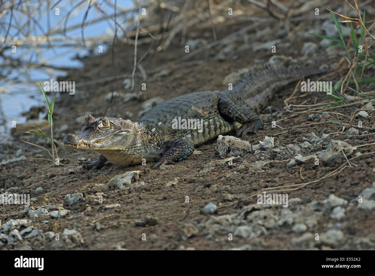 Spectacled Caiman (Caiman crocodilus) immature, resting on bank, Trinidad and Tobago, April Stock Photo