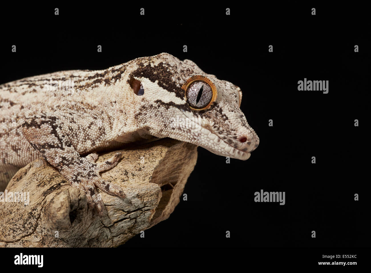 Gargoyle Gecko (Rhacodactylus auriculatus) adult, close-up of head and leg, resting on branch (captive) Stock Photo