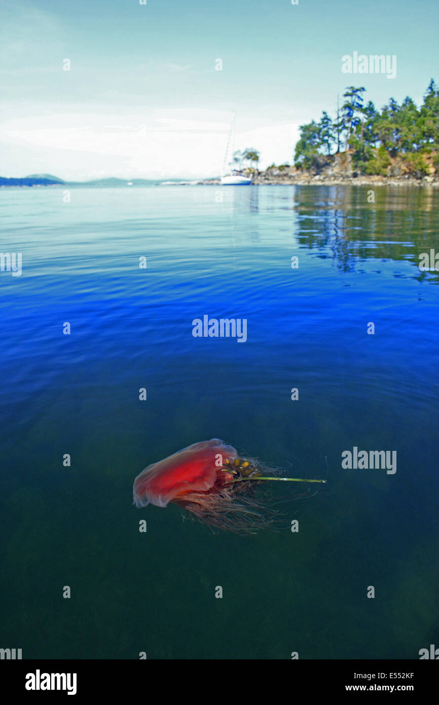Lion's Mane Jellyfish (Cyanea capillata) adult, swimming at surface in inlet, Strait of Georgia, Gulf Islands, British Columbia, Canada, August Stock Photo