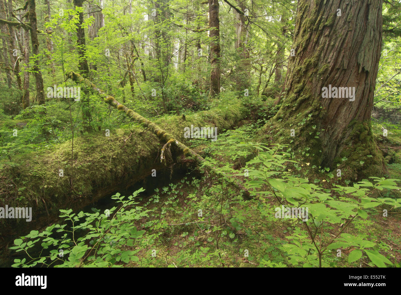 Western Red Cedar (Thuja plicata) trunk and logs in temperate coastal rainforest habitat, Coast Mountains, Great Bear Rainforest, British Columbia, Canada, August Stock Photo