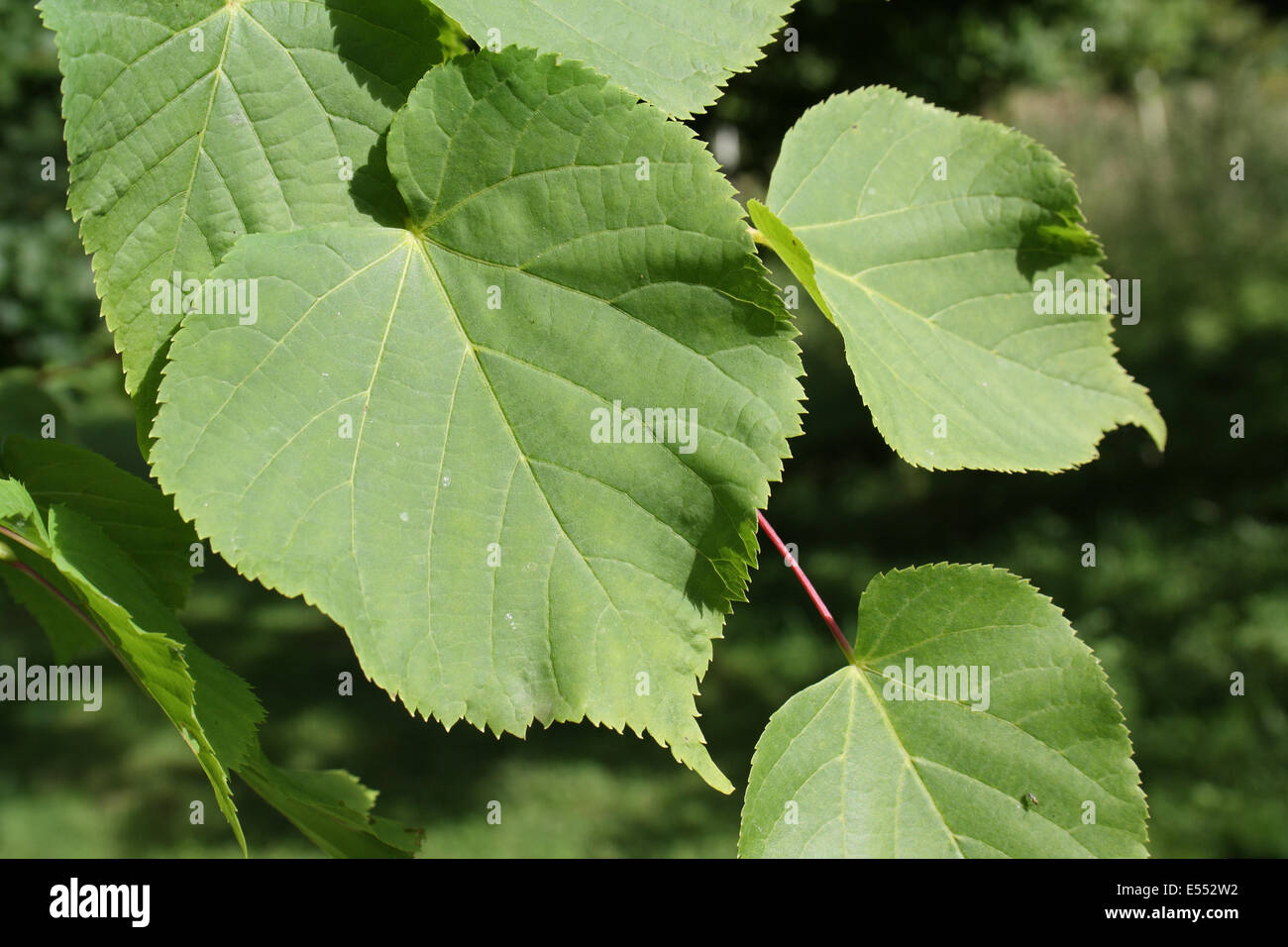 Small-leaved Lime (Tilia cordata) close-up of leaves, growing in woodland, Vicarage Plantation, Mendlesham, Suffolk, England, July Stock Photo