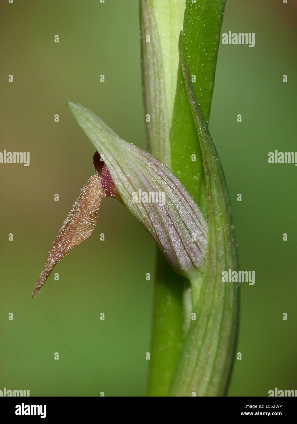 Small-flowered Tongue Orchid (Serapias parviflora) close-up of flower, Corsica, France, April Stock Photo