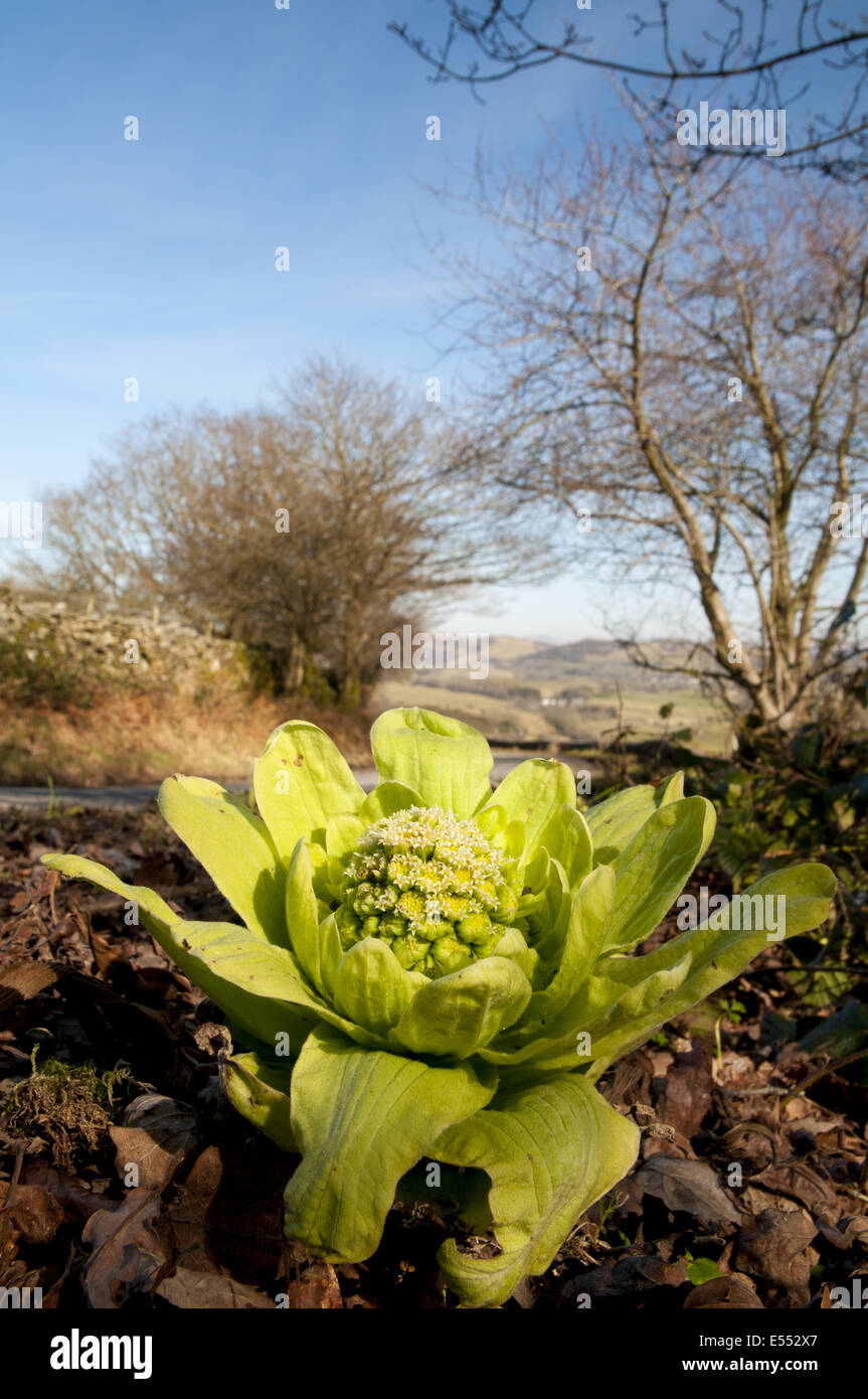 Giant Butterbur (Petasites japonicus) introduced species, flowering, growing on roadside, Fell Foot Brow, near Lake Windermere, Stock Photo
