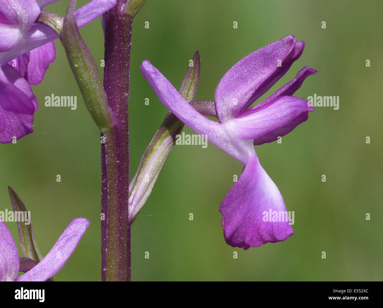 Loose-flowered Orchid (Orchis laxiflora) close-up of flower, Corsica, France, April Stock Photo