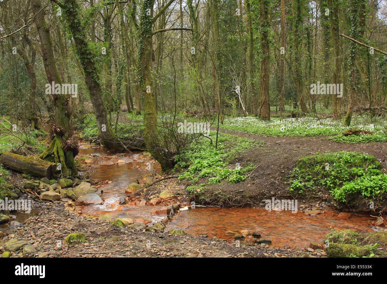 Deciduous woodland and stream stained with iron oxide deposits, Limb Brook, Ecclesall Woods, Sheffield, South Yorkshire, England, April Stock Photo