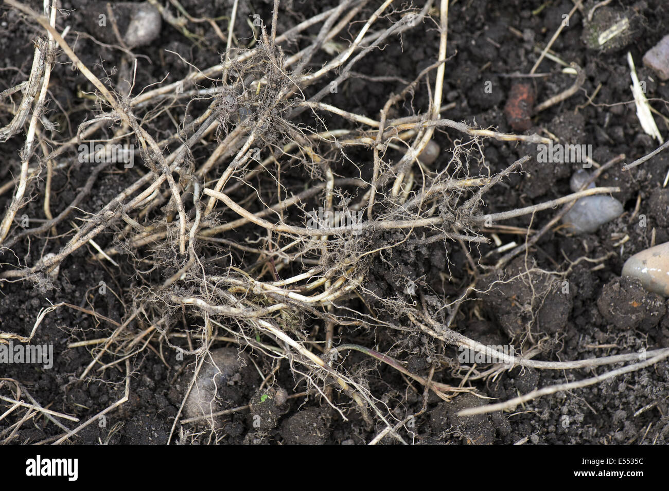 Couch Grass, Agropyron repens, rhizomes, dug up from an established vegetable garden Stock Photo
