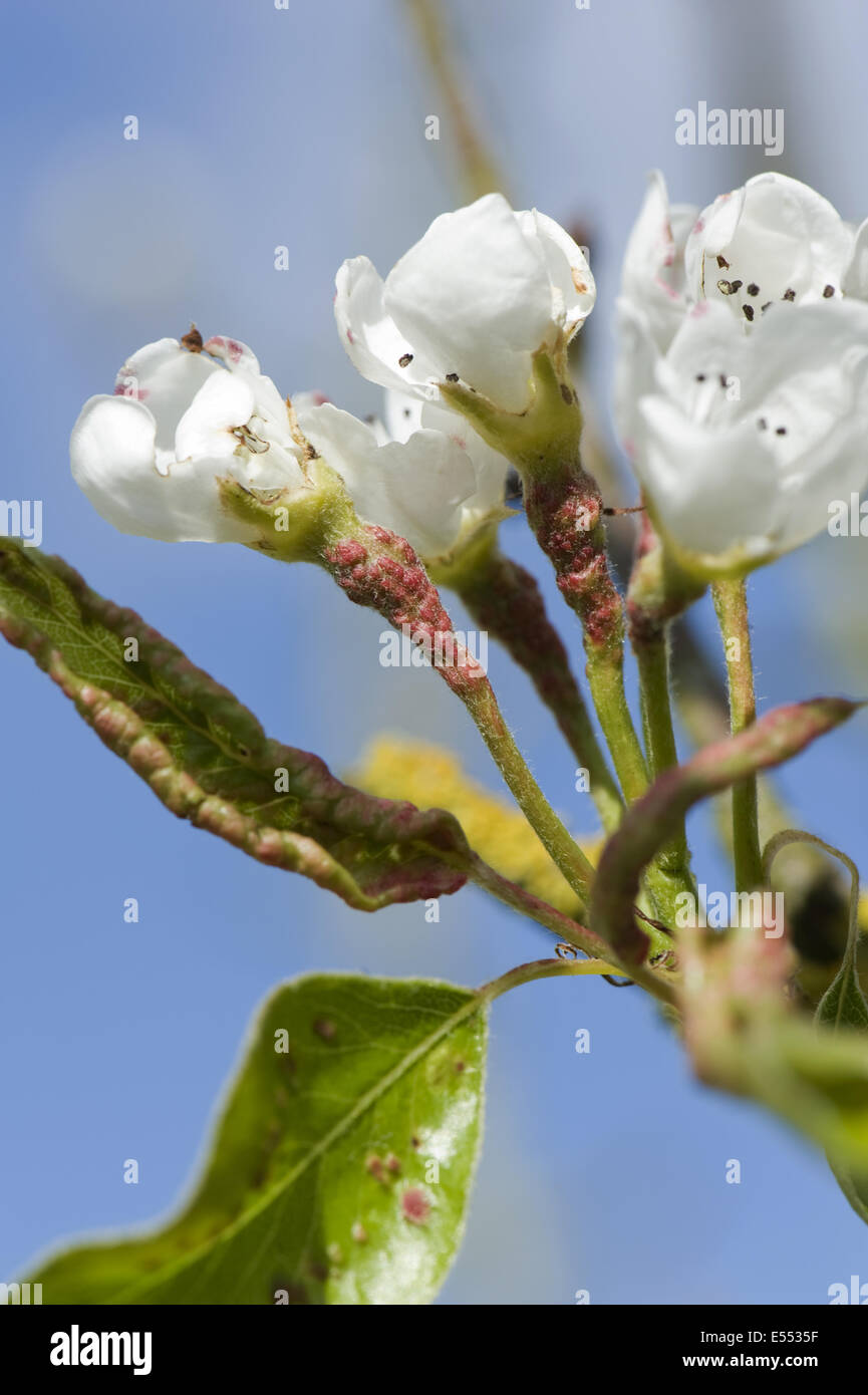 Early blisters of pear leaf blister mite, Eriophyes pyri, red on young