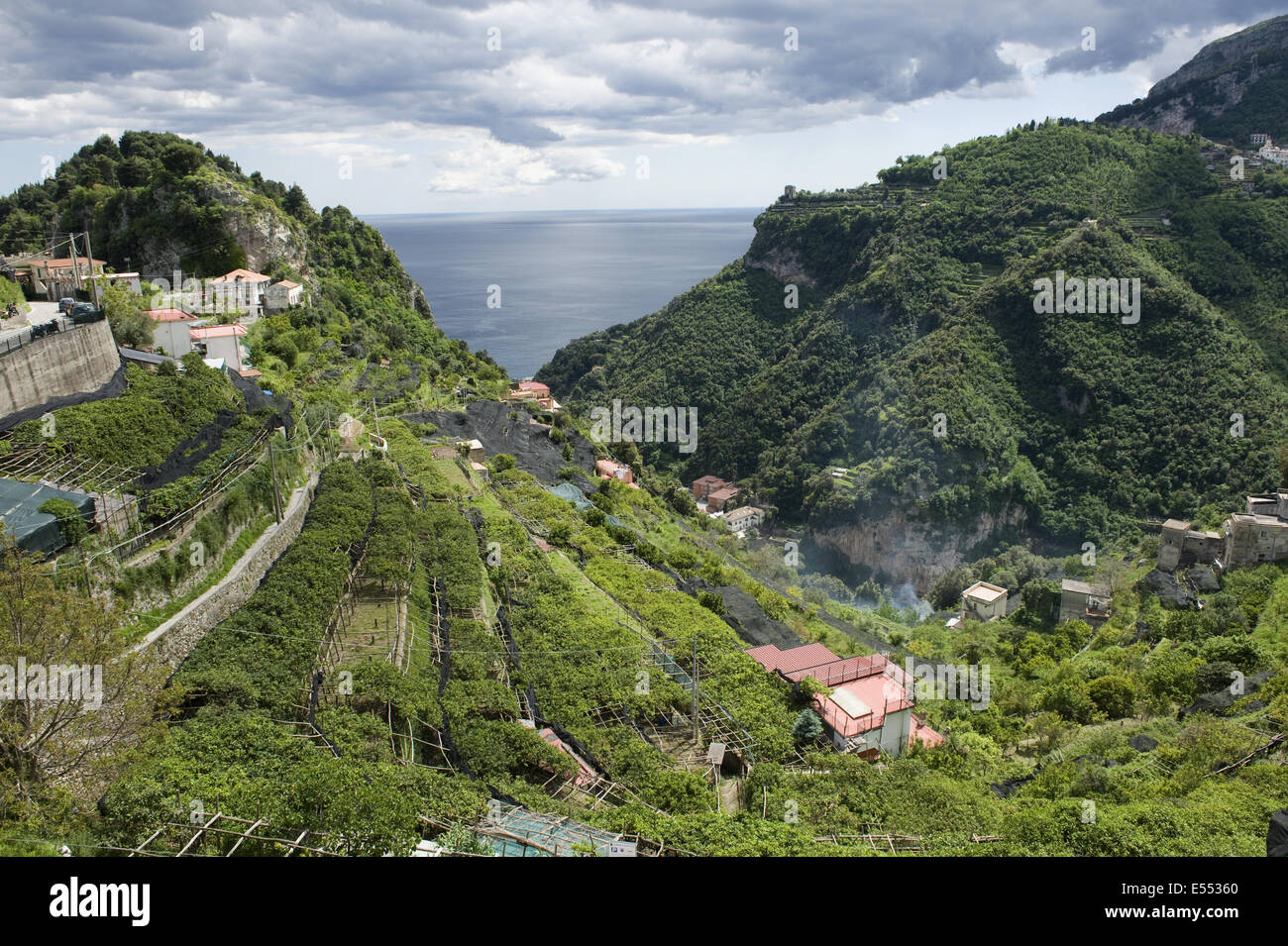 Lemon groves amalfi italy hires stock photography and images Alamy