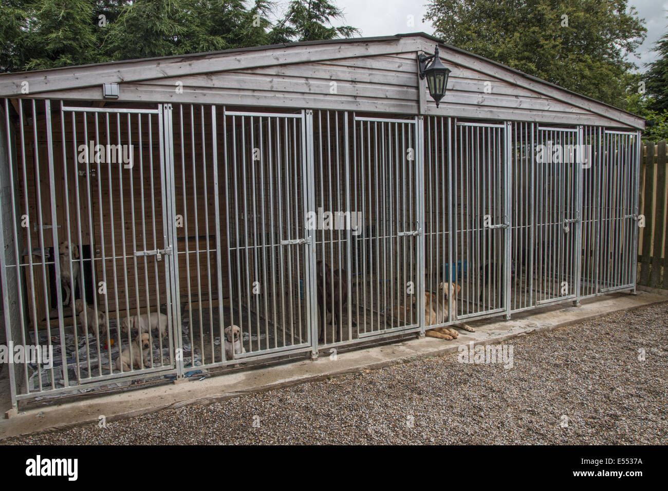 Working gundog kennels Yellow labrador with puppies, Rottweiler in