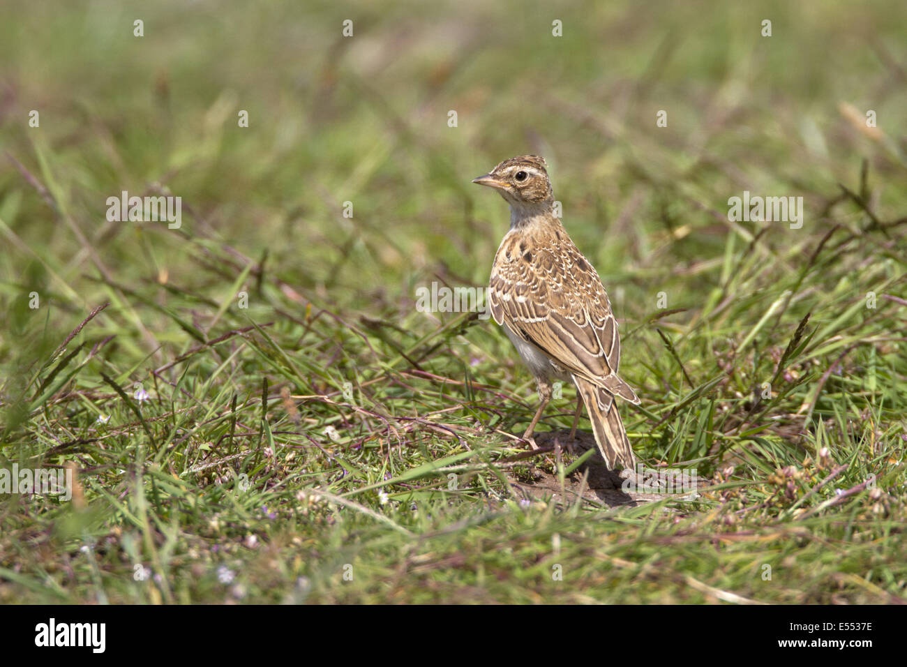 Skylark - Deepdale Marsh Norfolk Stock Photo