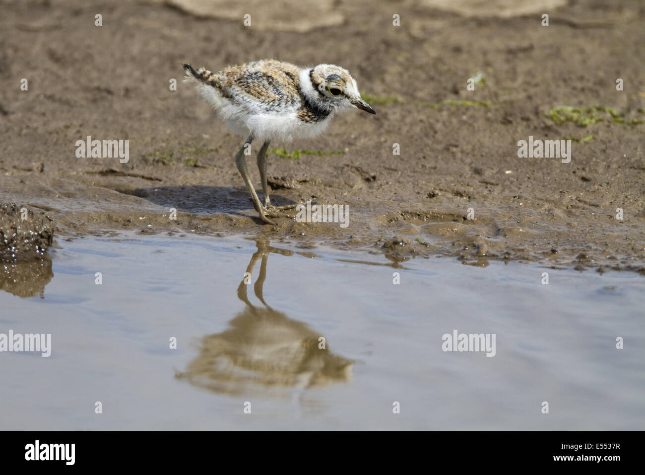Little Ringed Plover chick about a week old Stock Photo - Alamy