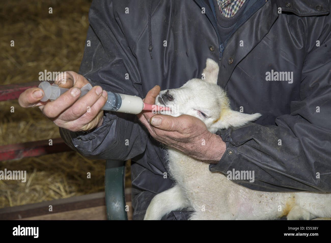 Sheep farming, farmer 'tubing' lamb, method of feeding lamb unable to suck, Preston, Lancashire, England, April Stock Photo