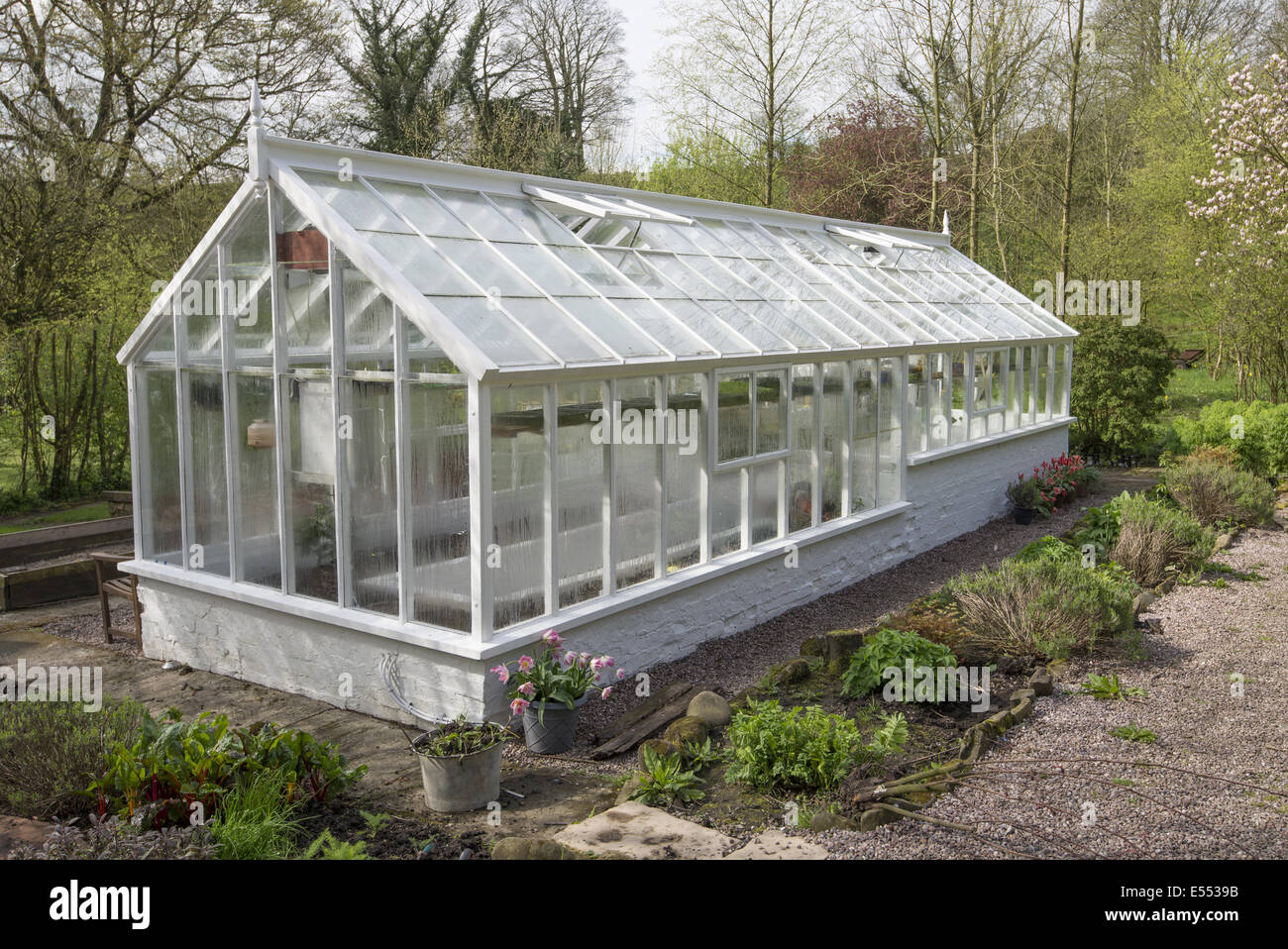 White greenhouse in garden, Chipping, Lancashire, England, April Stock Photo