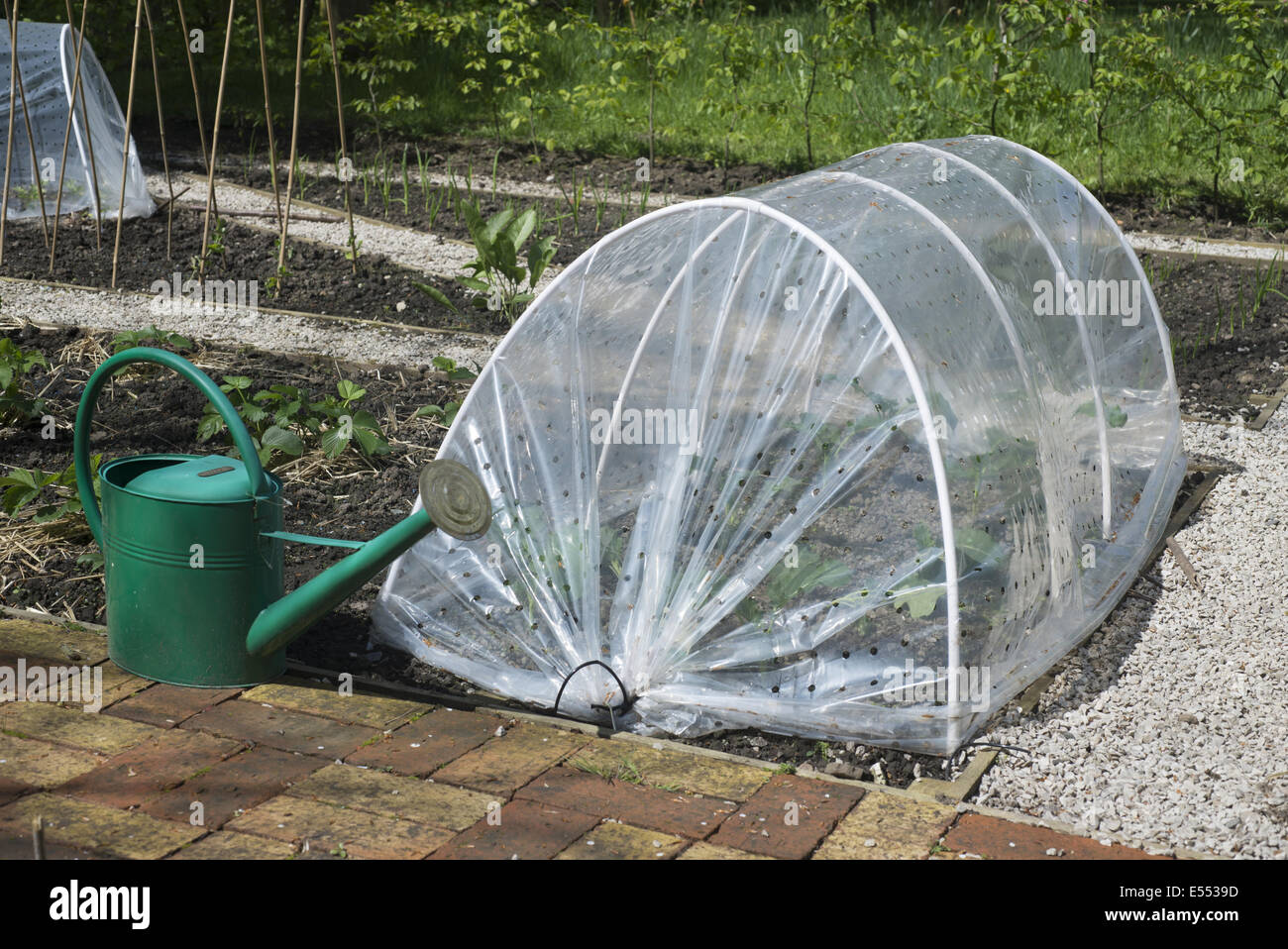 Vegetables growing under cloche with watering can in garden, Kirk House, Chipping, Preston, Lancashire, England, May Stock Photo