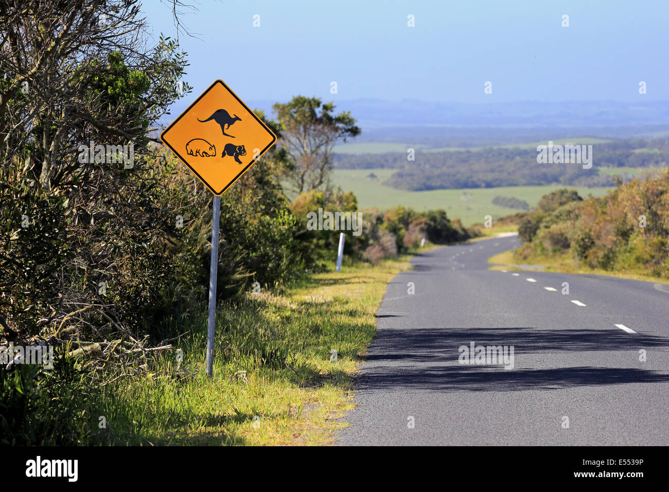Kangaroo, wombat and koala crossing road sign, Victoria, Australia, November Stock Photo