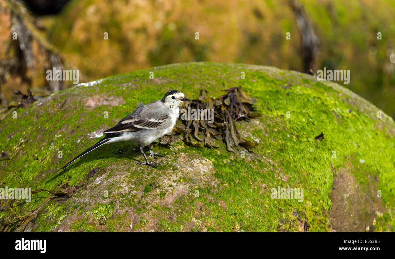 A young Wagtail on the North Antrim Coast Stock Photo