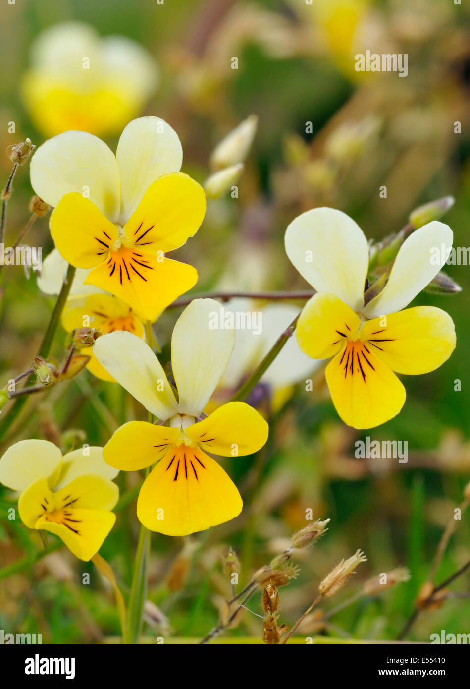 Dune Pansy Viola tricolor curtisii Common flower of the Machair Stock Photo