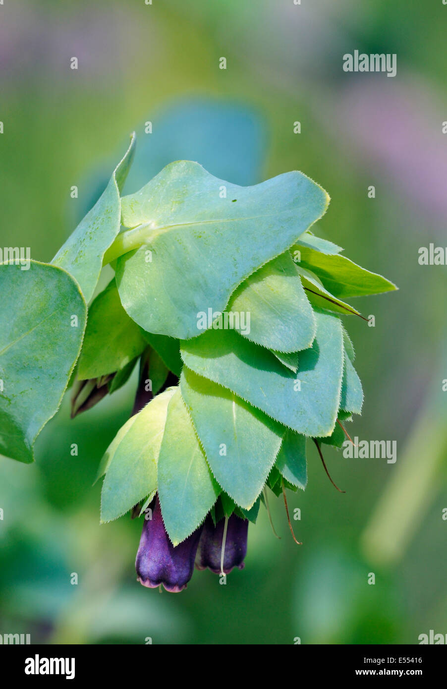 Honeywort Flower - Cerinthe major purpurascens Purple form Stock Photo