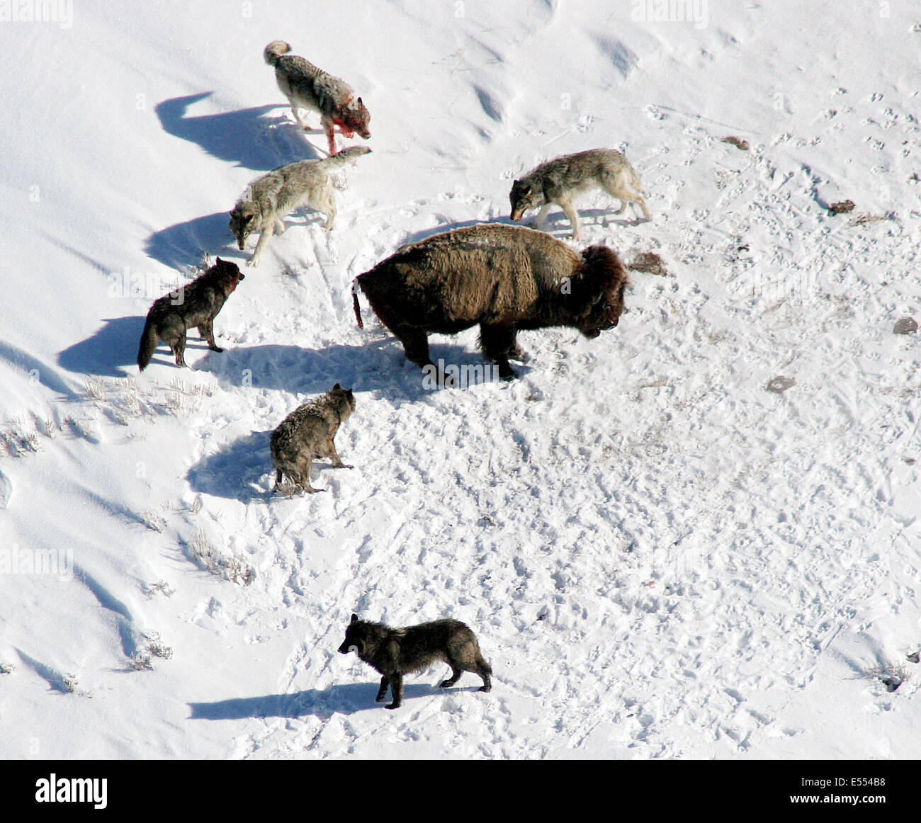 A grey wolf pack known as Mollie's pack surrounds an American Bison