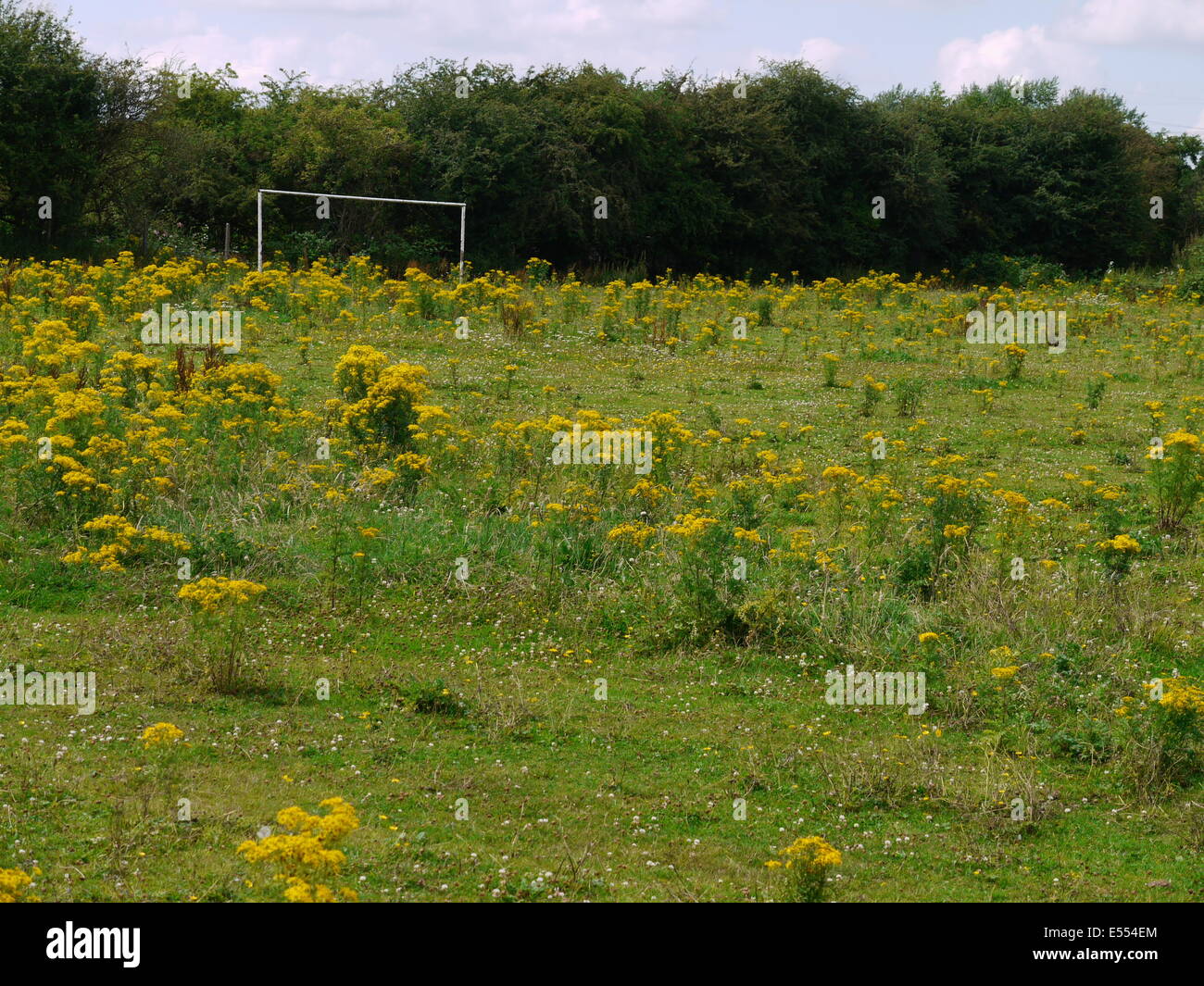 Grassroots..Unused and Overgrown Football Pitch. Stock Photo