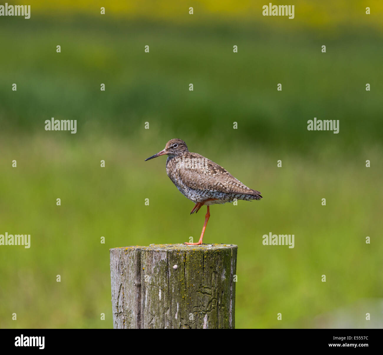Redshank standing on one leg on a post. Stock Photo