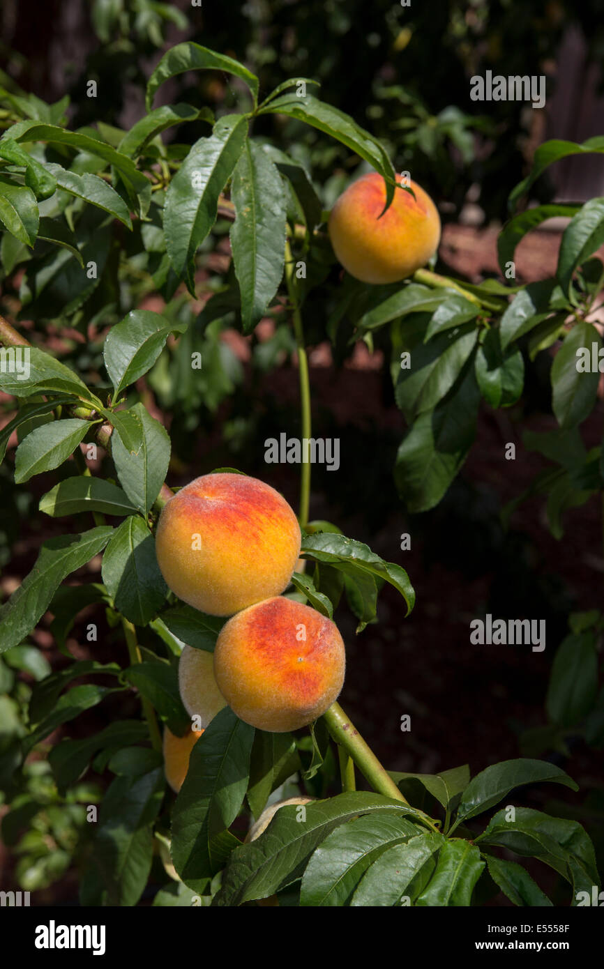 peach, peaches, peach tree, peach orchard, orchard, Prunus persica ...