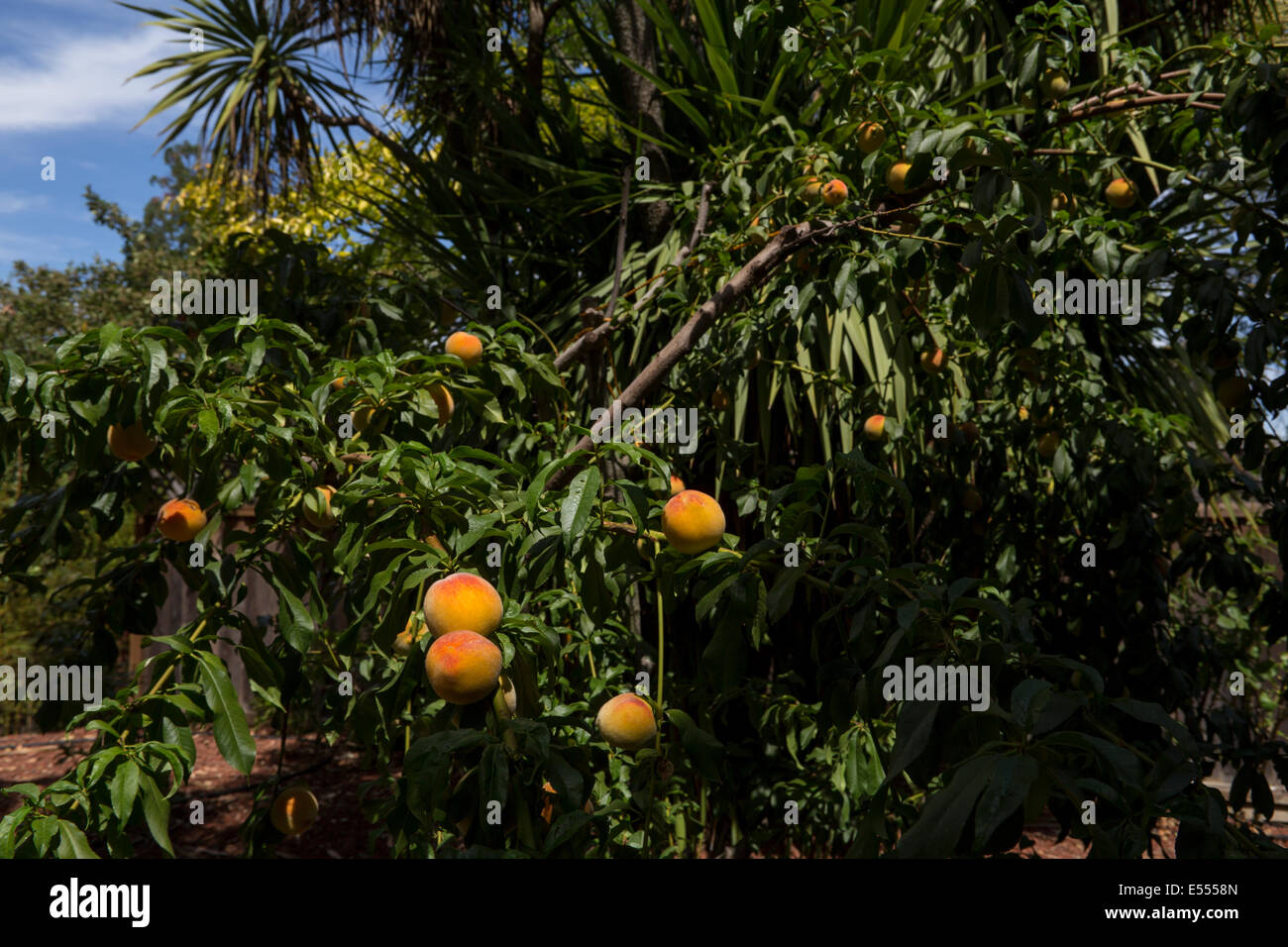 peach, peaches, peach tree, peach orchard, orchard, Prunus persica ...