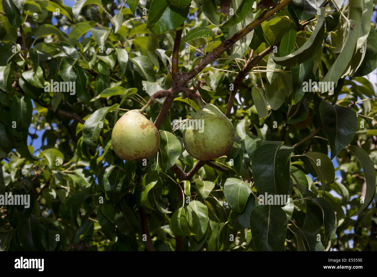 Semi Dwarf D Anjou Pear Tree D Anjou Pear Pear Pears Pear Tree Pear Orchard Pyrus Communis Novato Marin County California Stock Photo Alamy