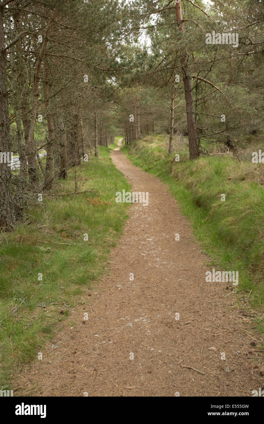 Path through woodland National Nature Reserve Loch Garten