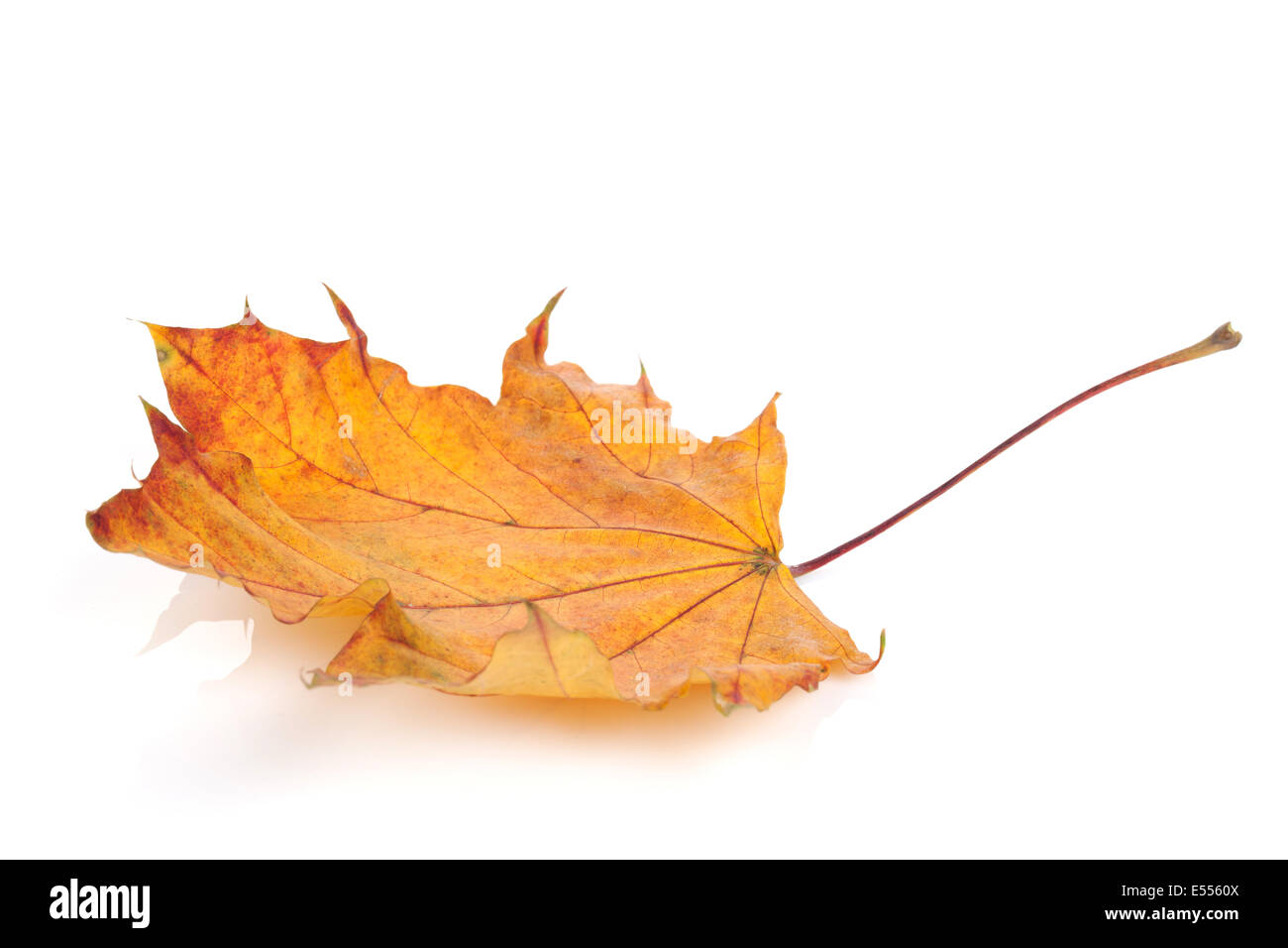 Colorful autumn maple leaf. Isolated on white background Stock Photo ...