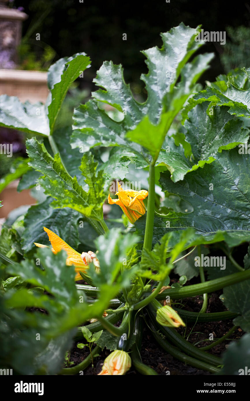 Courgette flower, english garden Stock Photo Alamy